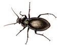 Carabus violaceus